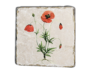 drawing_coloured_red_poppy