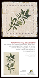 Herbs:Bay